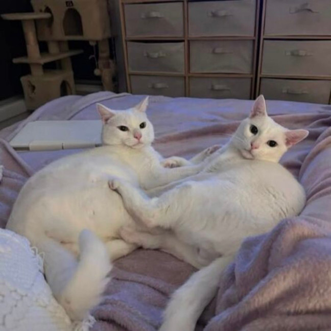 Photo of Marshmallow & Tofu