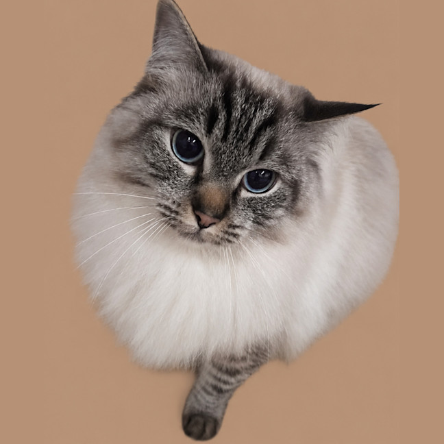 Photo of Simon 
