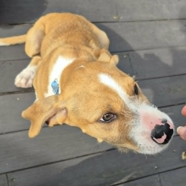 Photo of Sparky