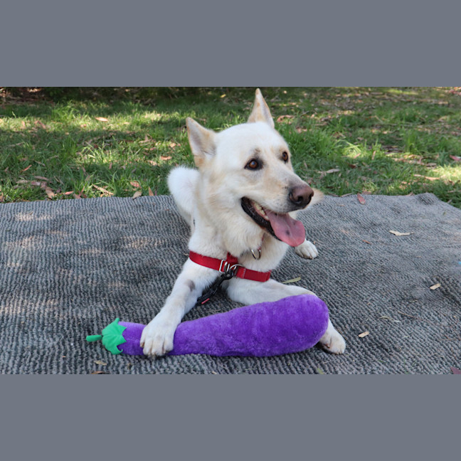 Photo of Polar