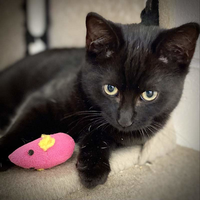Photo of Cheddar