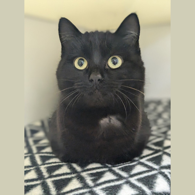 Photo of 🍪 Biscuit 5413 🍪