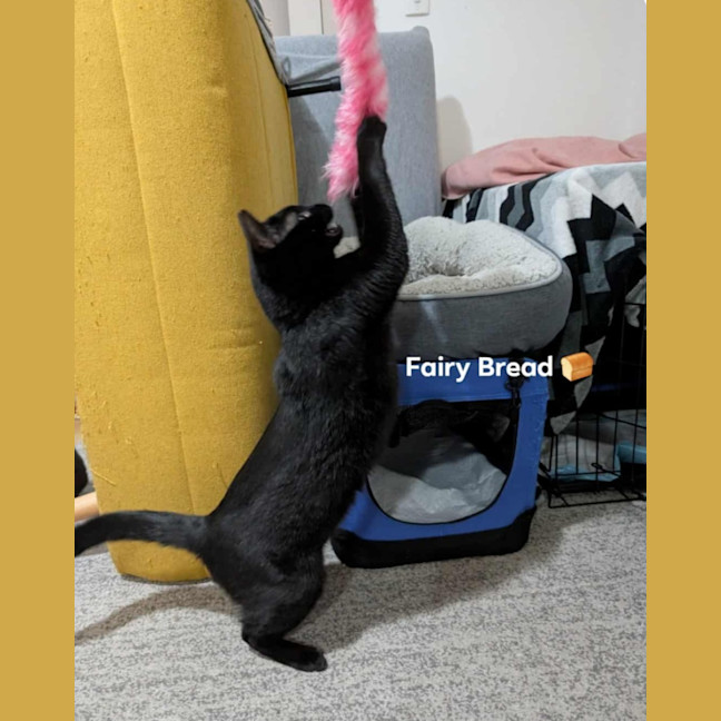 Photo of Fairy Bread