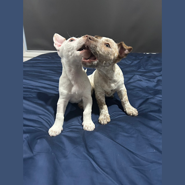 Photo of Gyn (Was Luna)