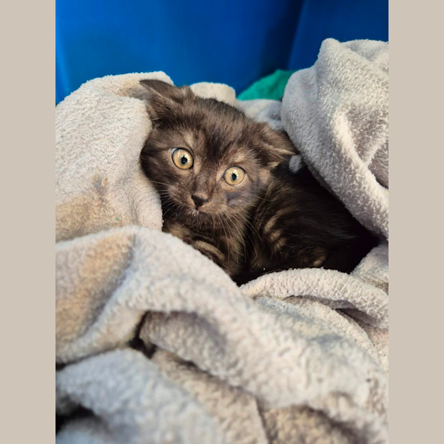 Photo of Fig!