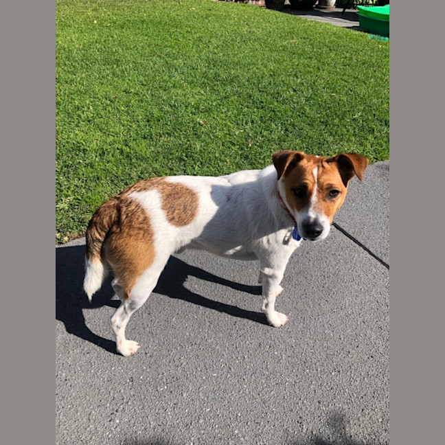 Photo of Archio   2 Year Old Jack Russell X (Trial)