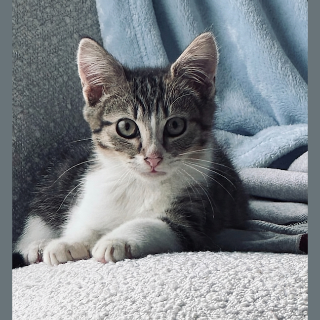 Photo of Stitch