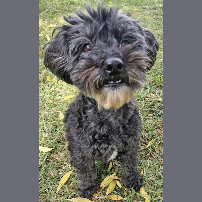 Photo of Corriander & Cilantro