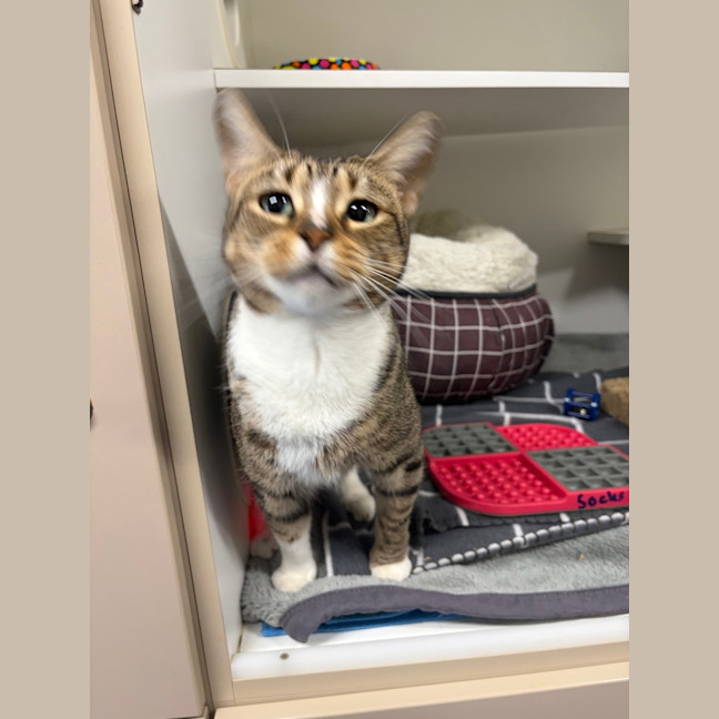 Photo of Socks