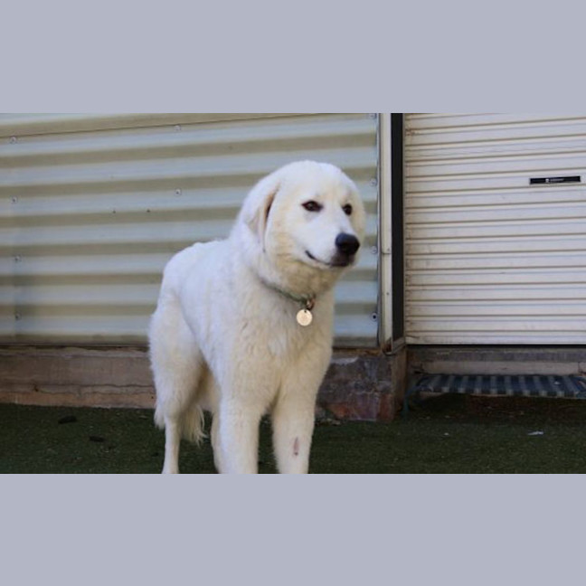 Photo of Magpie