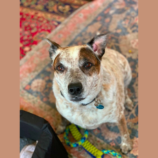Photo of Marley