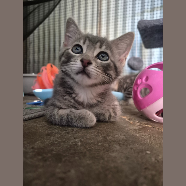 Photo of Humpty Dumpty