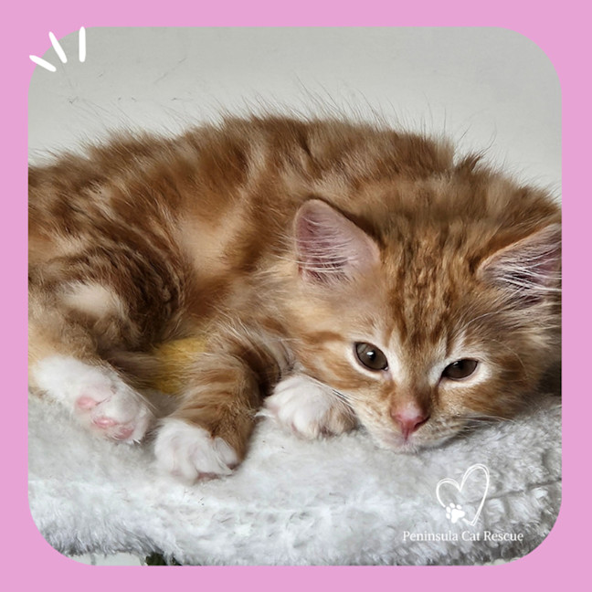 Photo of Crunchy Nut