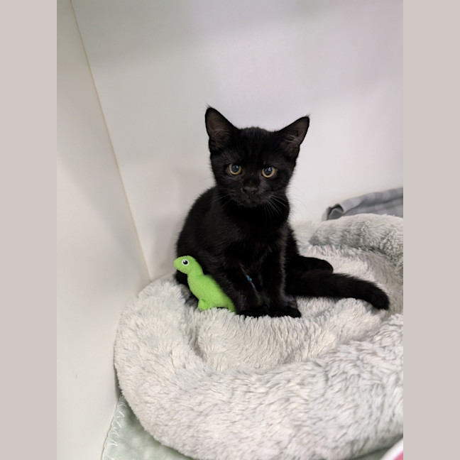 Photo of Hocus 