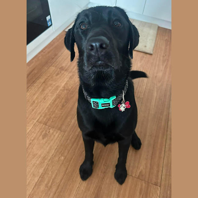 Photo of Zeus   1 Year Old Labrador