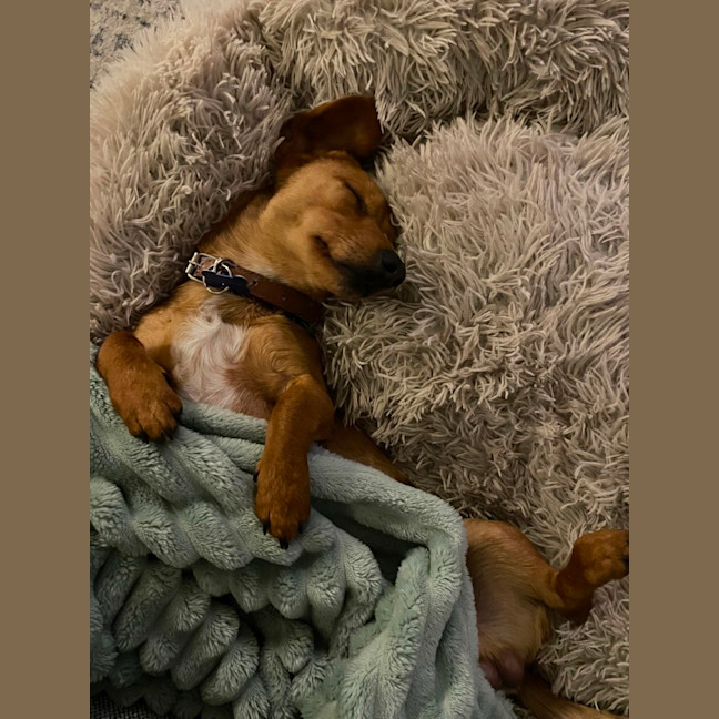 Photo of Riley
