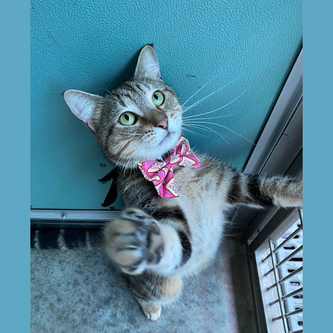 Photo of Siren