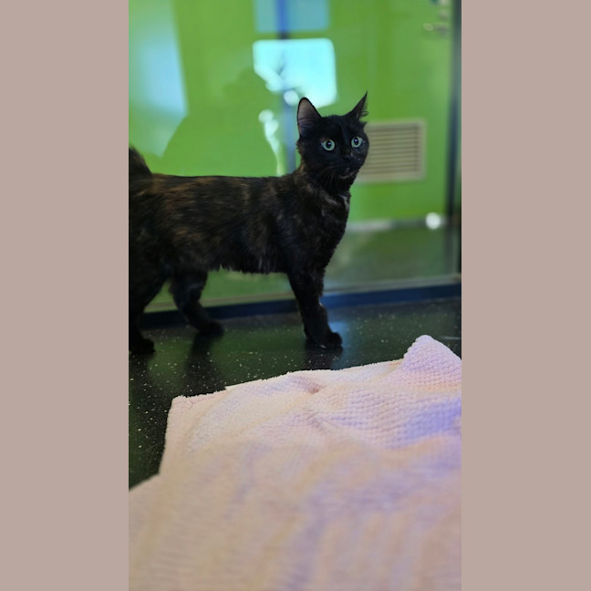 Photo of Sweetie