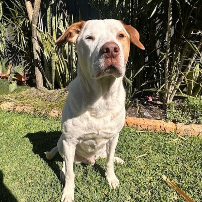 Photo of Chief