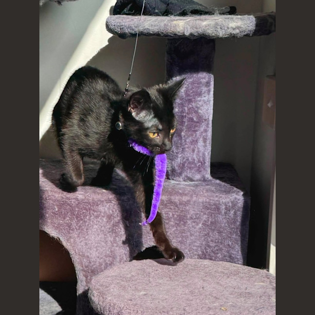 Photo of Mishka