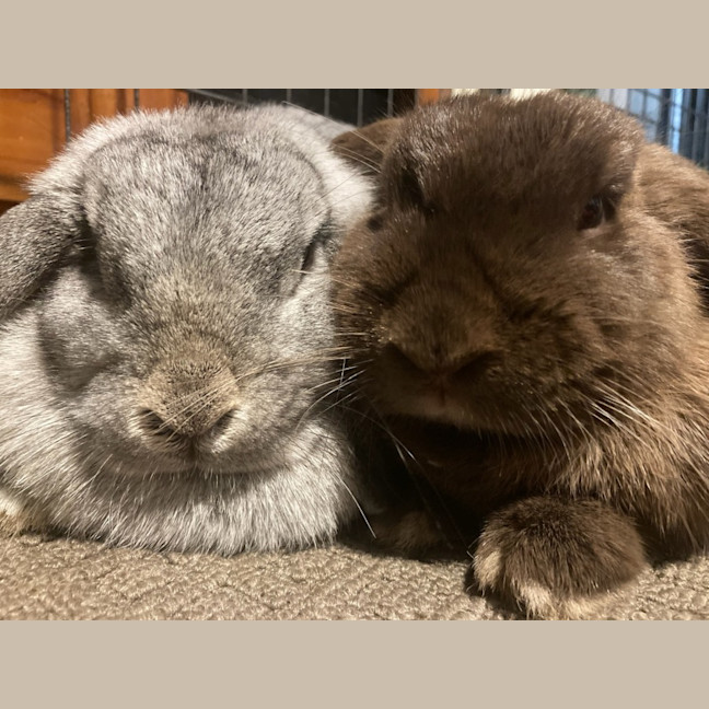 Photo of Zippy Ollie & Zana