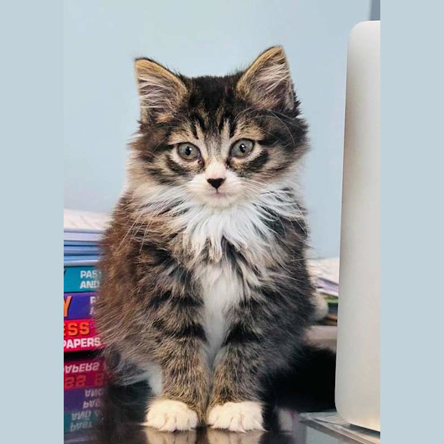 Photo of Almond