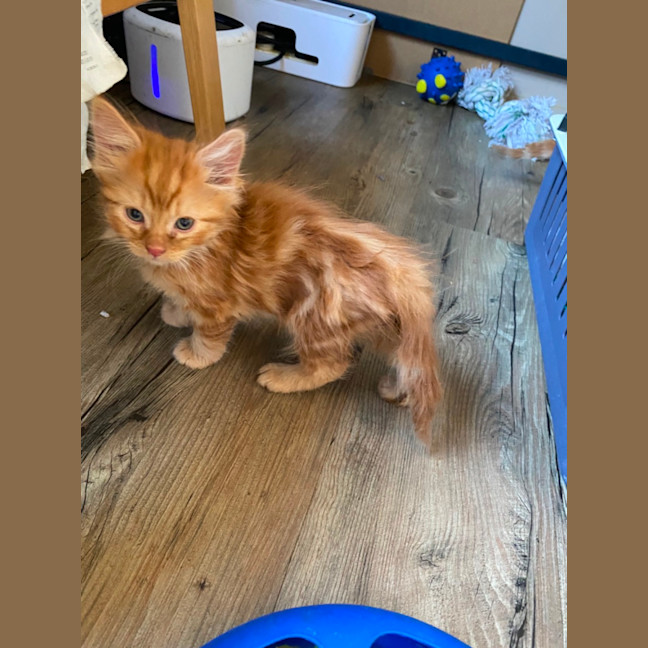 Photo of Oliver. Meet Me At Pet Stock Chelsea