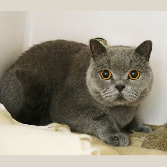 Photo of Aslan Sua014596