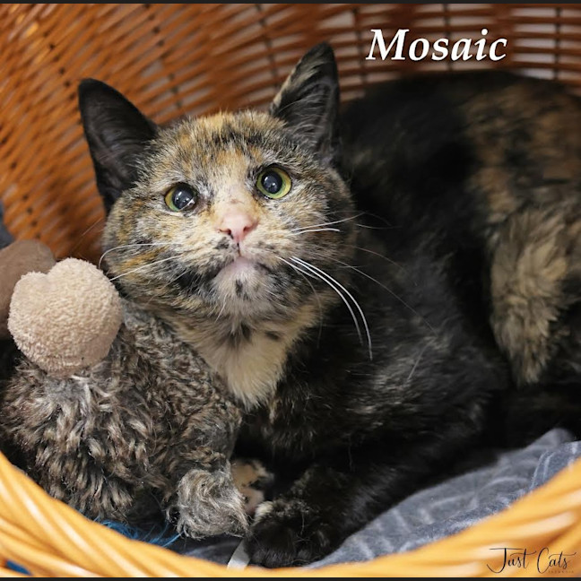Photo of Mosaic