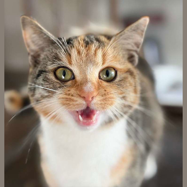 Photo of Foxtrot