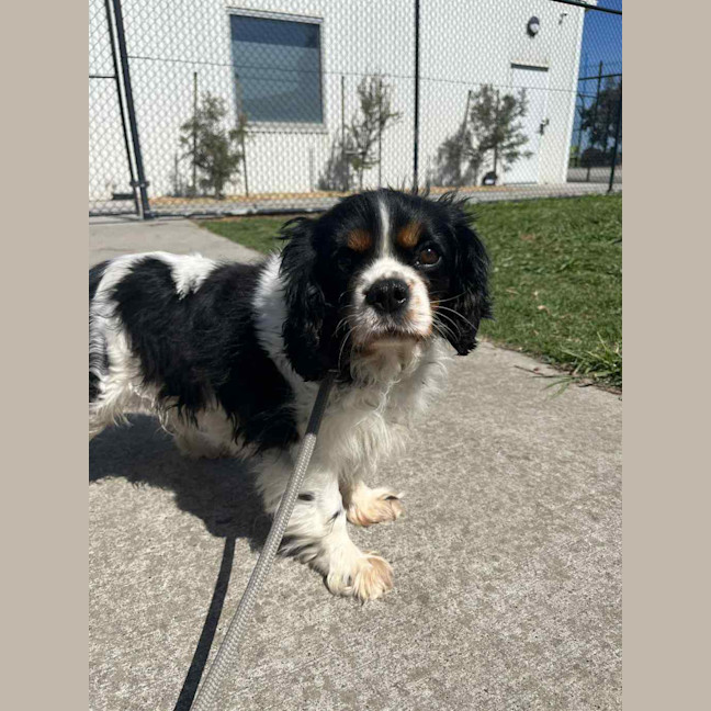 Photo of Lucy