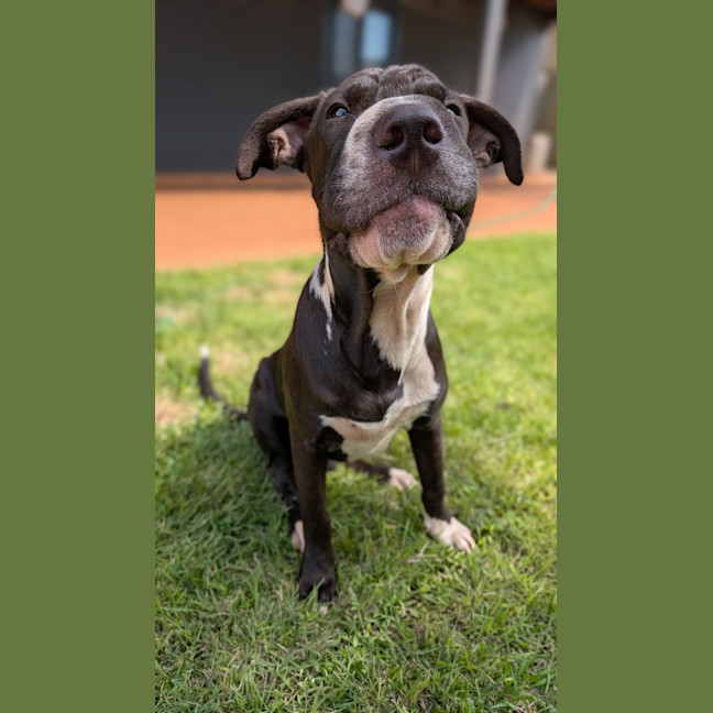 Photo of Domino