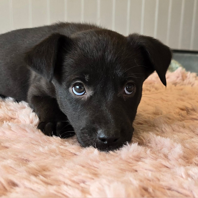 Photo of Camilla The Chicken