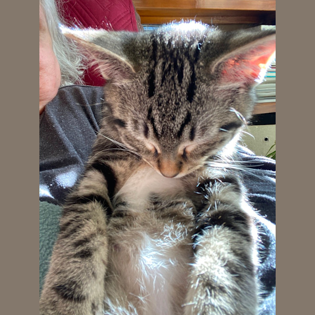 Photo of Timmy (Bob)