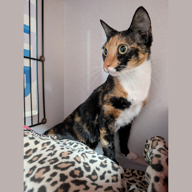Photo of Phoebe