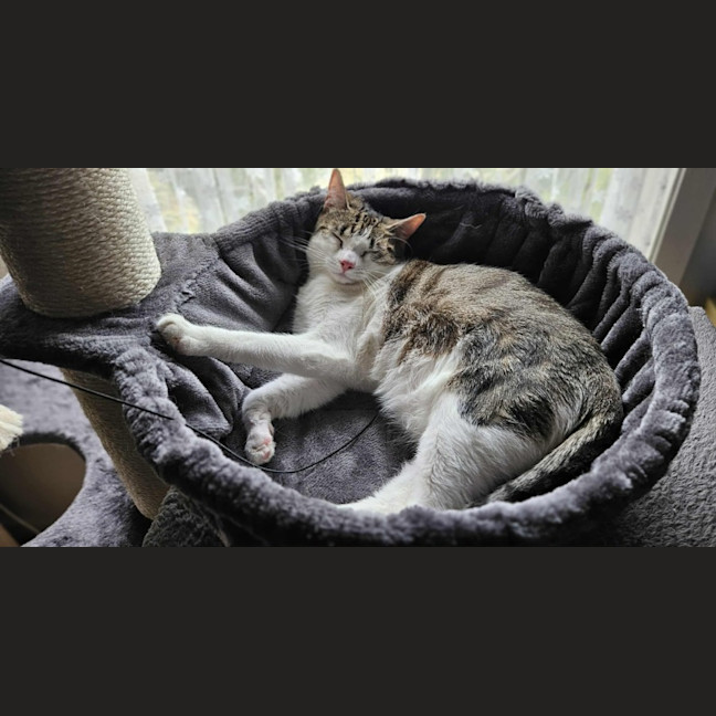 Photo of Dottie *9 Lives Project Rescue*