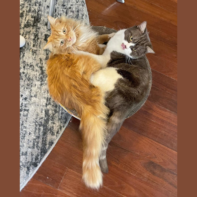 Photo of Peaches 