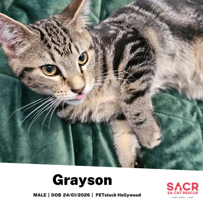 Photo of Grayson