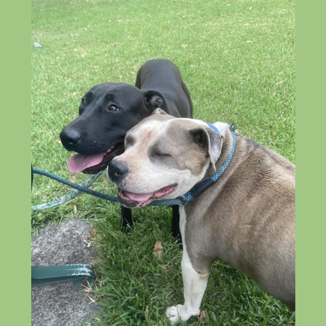 Photo of Choppa (With Luna)