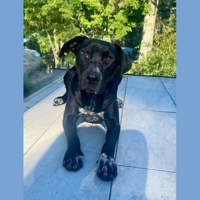 Photo of Pirate *$350 Adoption Fee*