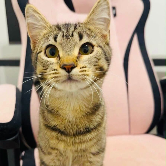 Photo of Arya
