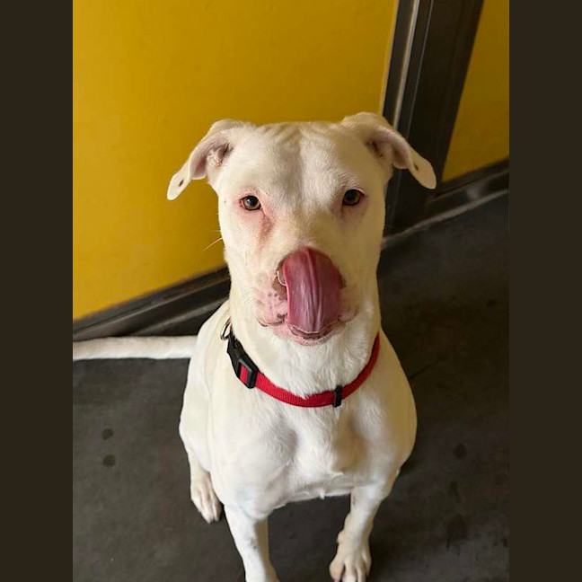 Photo of Nova
