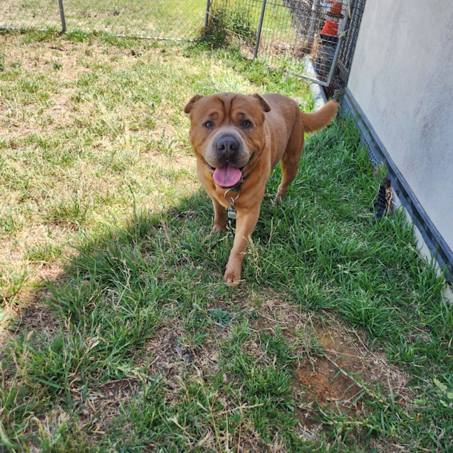 Photo of Bear (65102)