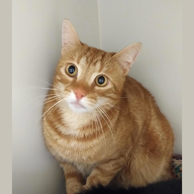 Photo of Sir Basil (Bonded With Queen Raven)