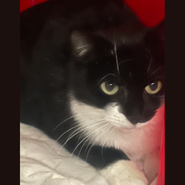 Photo of Luna