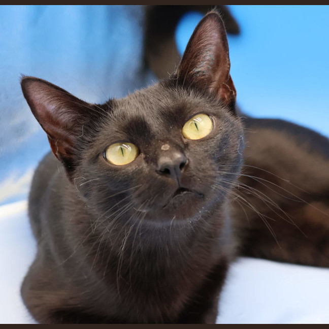 Photo of Julie   Now At Pet Quarters Glendale