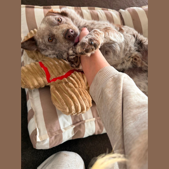 Photo of Baxter