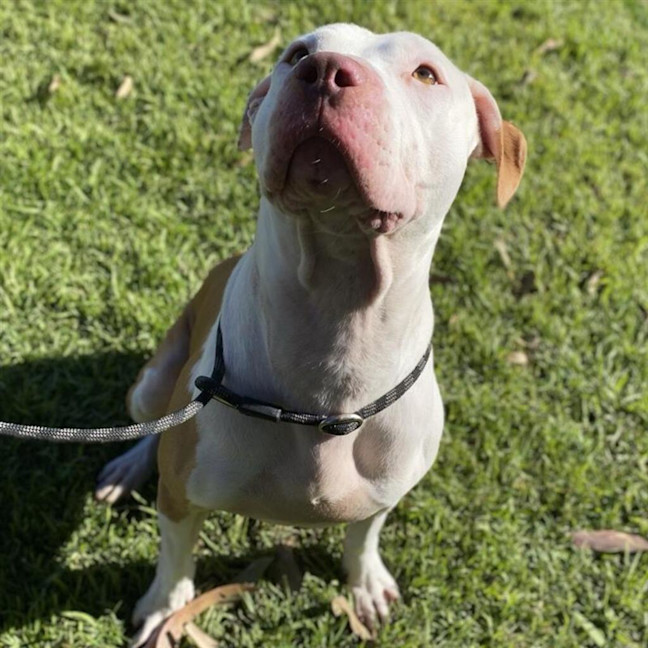 Photo of Loki