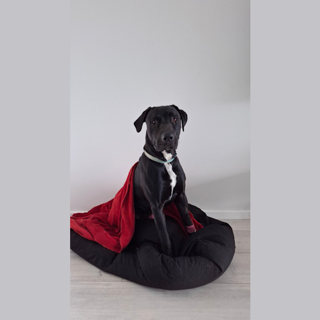 Photo of Tiny   1 Year Old Great Dane X Labrador (Trial)