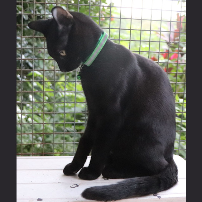 Photo of Benny   Pet Quarters Broadmeadow 